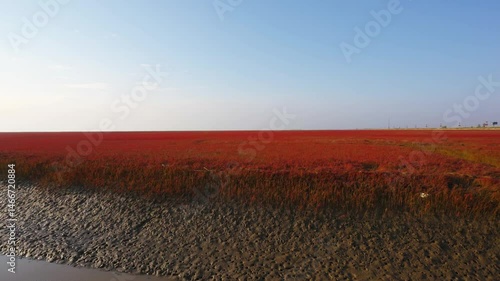Explore the vibrant red beach of Liaoning Panjin during daylight hours