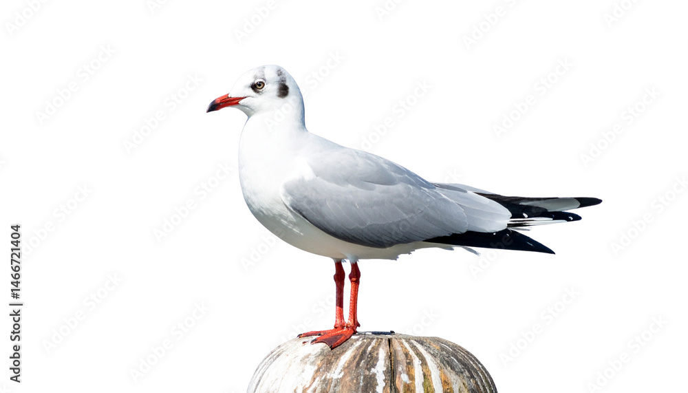 Obraz premium seagull on the beach