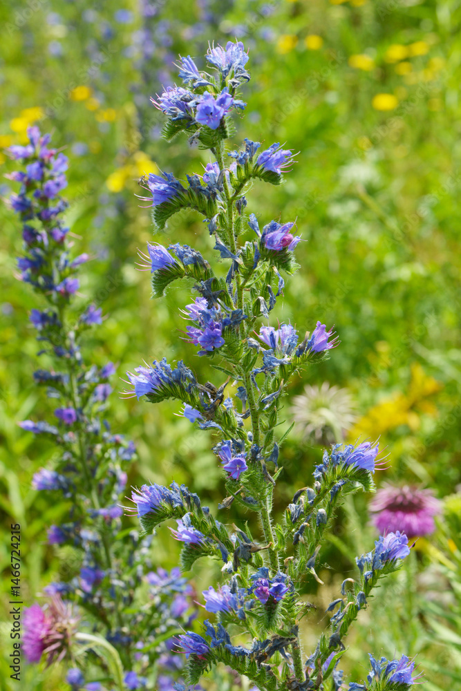 Obraz premium Blauer Natternkopf, Echium vulgare
