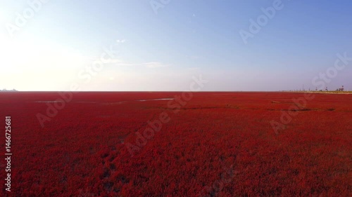 Explore the natural beauty of Liaoning Panjin Red Beach in scenic wetland