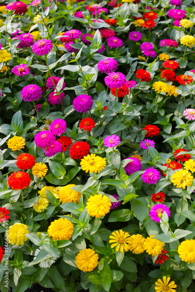 Colorful zinnias in full bloom Colorful zinnias in full bloom