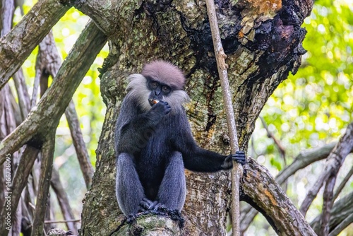 Tableau sur toile Endemic purple faced langur sitting in tropical forest