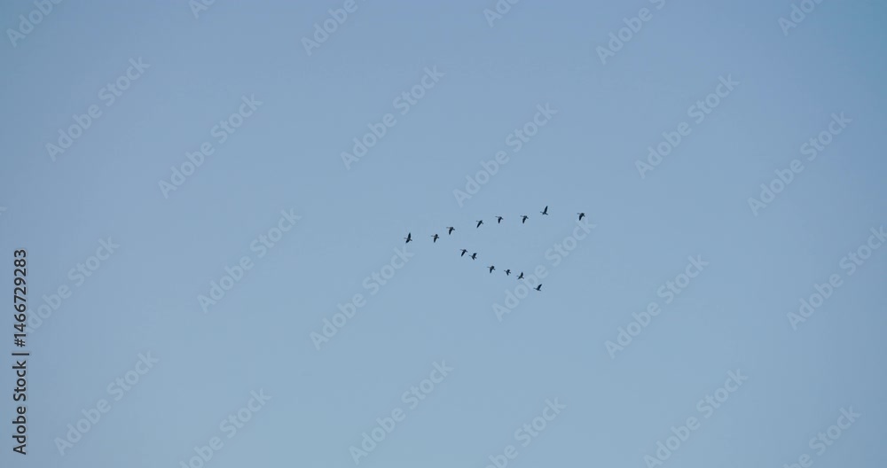 Telephoto shot of geese flying in a V-formation against a clear blue sky. The crisp, peaceful scene captures the beauty of nature in motion during blue hour. Telephoto shot of geese flying in a V-formation against a clear blue sky. The crisp, peaceful scene captures the beauty of nature in motion during blue hour.