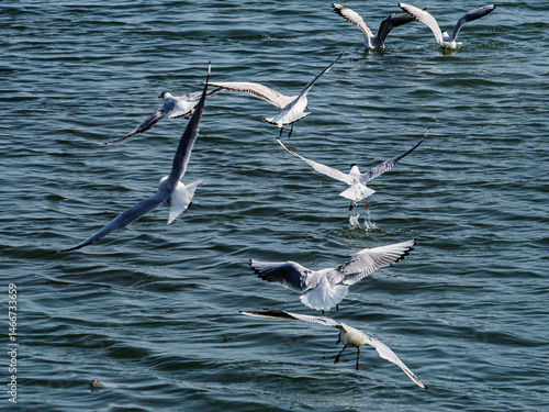 Gulls in Flight