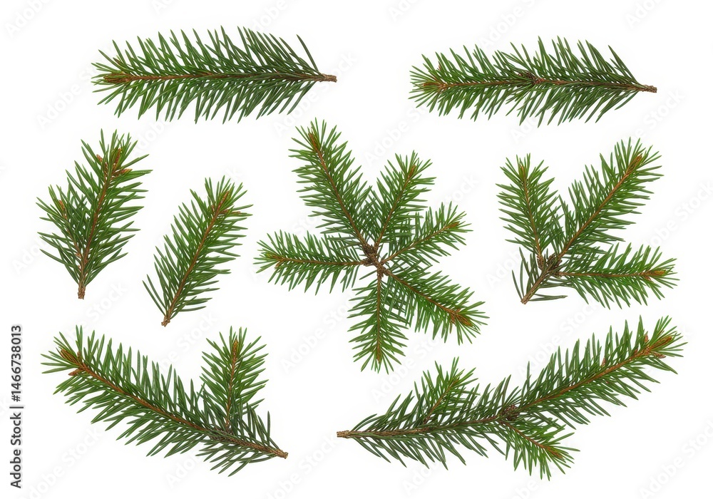 Naklejka premium Collection of fresh green fir tree branches isolated on a white background