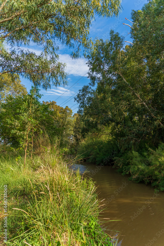 Kishon River with Eucalyptus trees