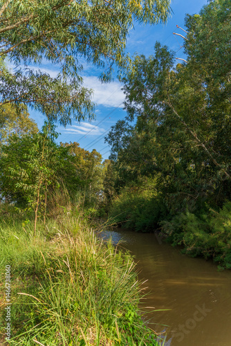 Obraz na płótnie Kishon River with Eucalyptus trees w salonie