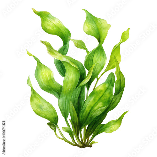 Vibrant Watercolor Botanical Illustration of Lush Green Seaweed , isolated on white background png