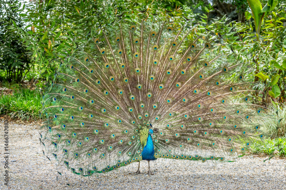 Obraz premium Portrait of a blue peacock that spreads its tail