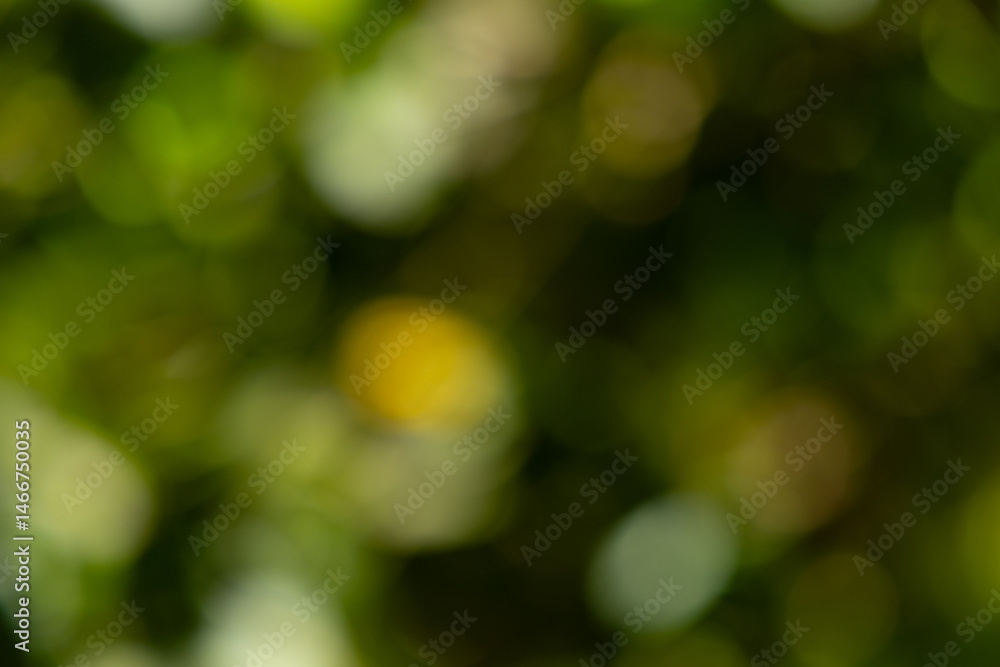 Obraz premium Abstract nature bokeh background of lush green