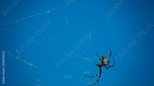Banded-legged golden orb-web spider (Nephila senegalensis). Close-up of large female spider crawling down its web.
