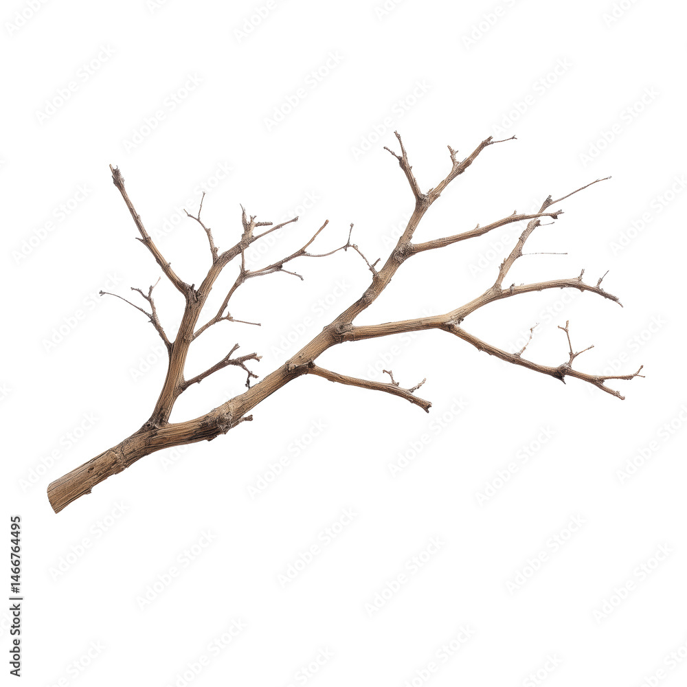 Fototapeta premium Elegant Dry Branch: A Minimalist Nature Decor , isolated on white background png