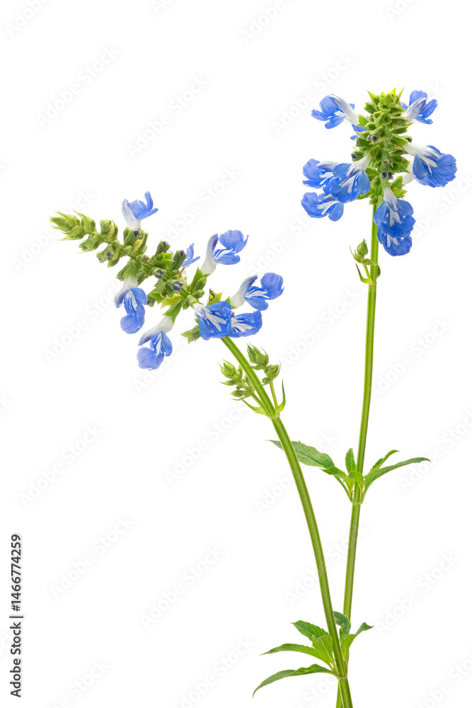 Obraz premium The flowers and leaves of sky blue sage on white background