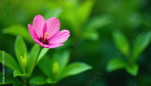 Solitary pink flower blooming amidst green foliage , spring, nature, pastel