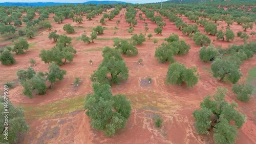 Andalusia olive trees field aerial view, olive oil andalusian area