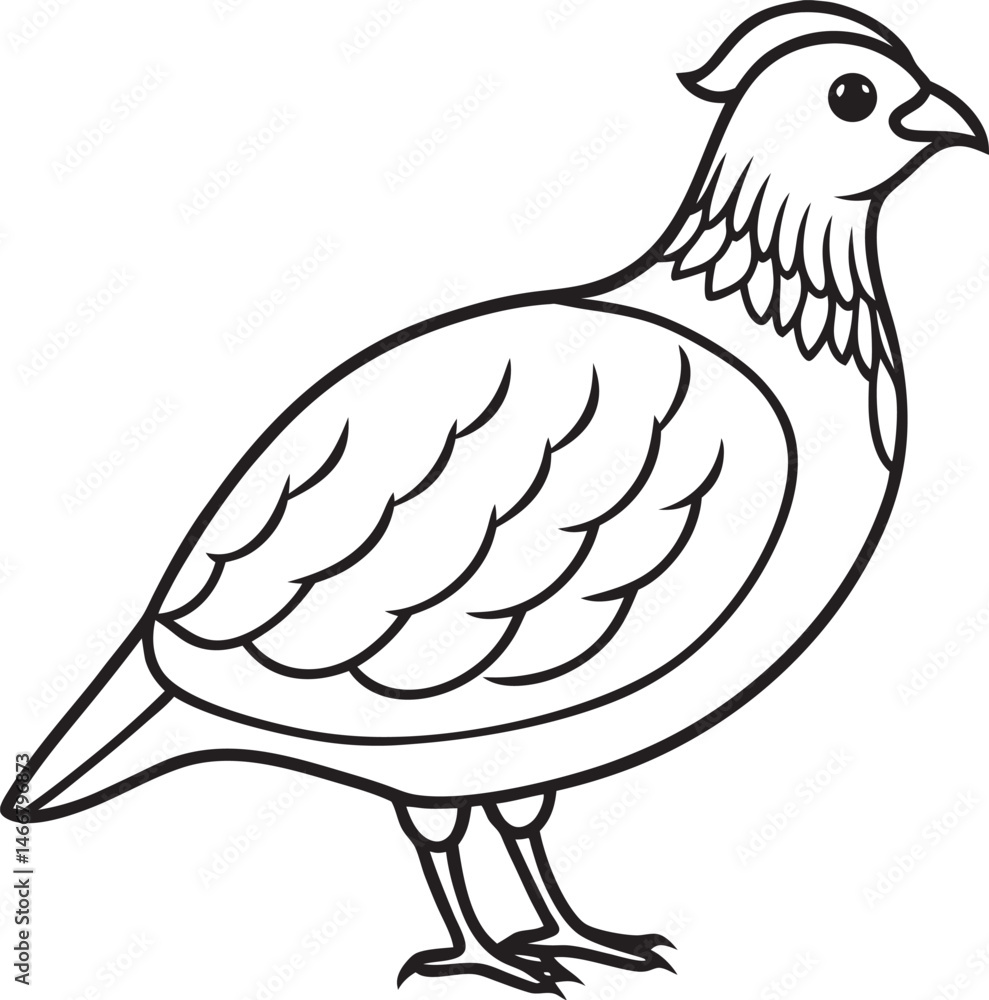 Obraz premium Line art vector illustration of a quail bird