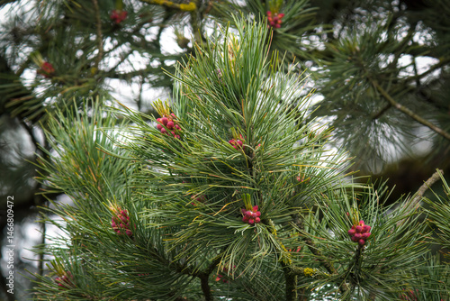 the fresh blossom of a swiss stone pine, pinus cembra, at a spring day