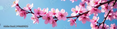 Overladen branch, profuse pink cherry blossoms, clear blue sky, aesthetic, pastel