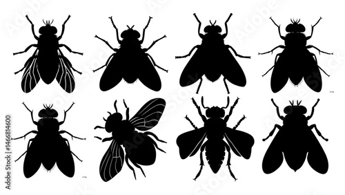 Insect Silhouette Vector – Black Winged Bug Illustration with Clean Lines and High Contrast