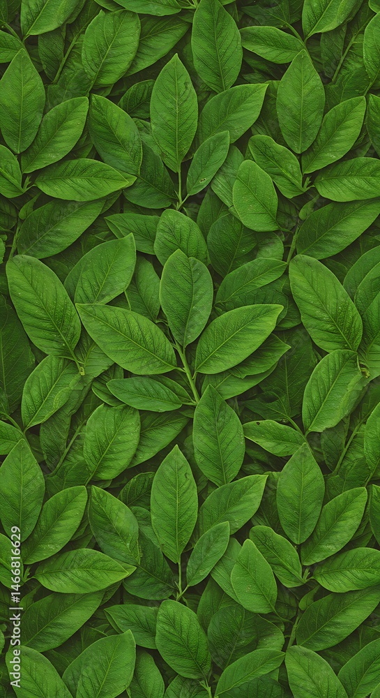 Emerald Canopy Emerald Canopy