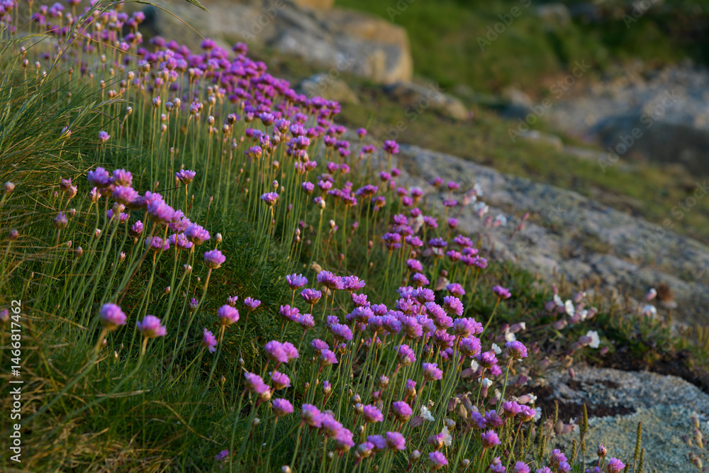 Naklejka premium Fleurs du bord de mer en Bretagne