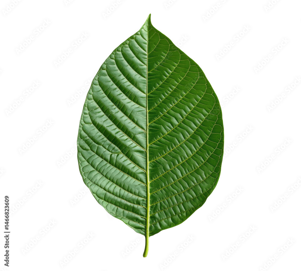 Obraz premium Kratom leaf on transparent background