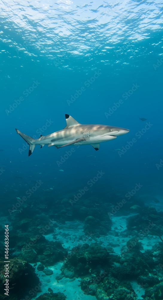 Fototapeta premium Ocean's Silent Hunter