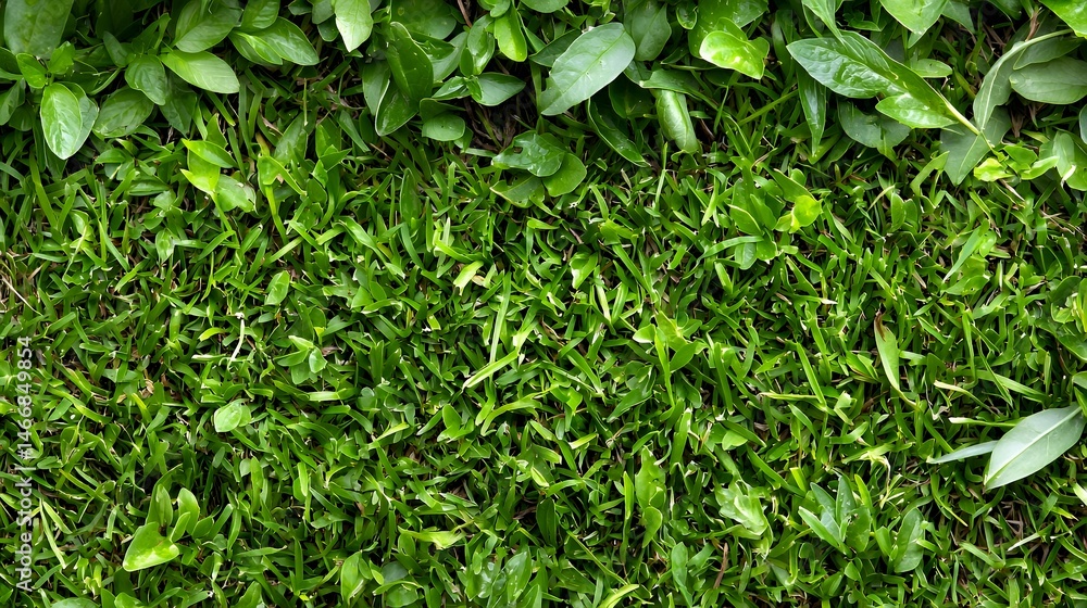 Obraz premium Green Grass and Plants Texture Background for Nature and Garden Concepts