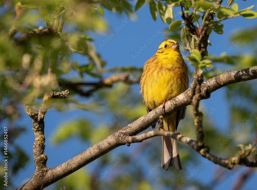 Naklejka premium Yellow hammer sitting in a tree