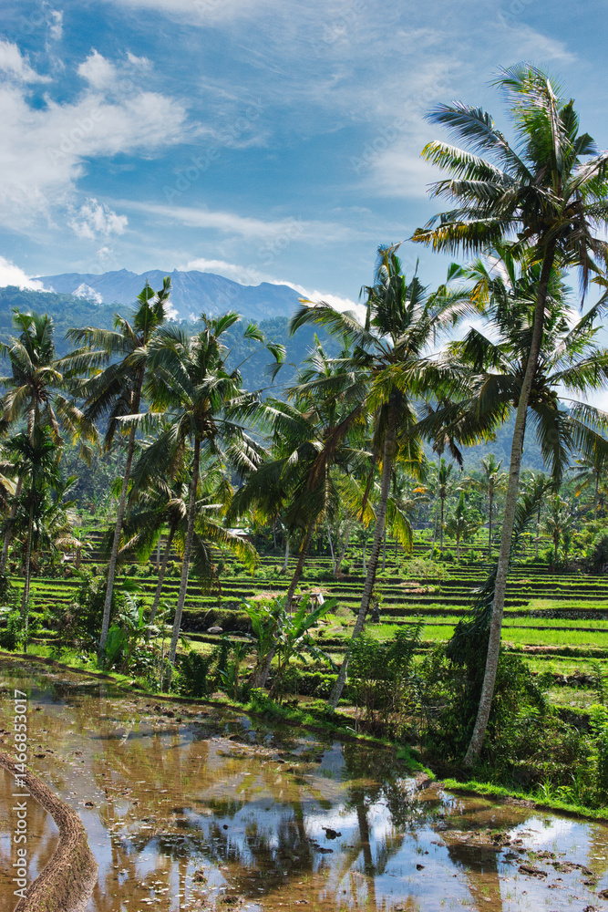 Obraz premium A beautiful rice field in Ubud Bali Indonesia August 2022. This was on a bright sunny day and the sight was truly breath taking. There was lots of traditional farming methods to be seen here.