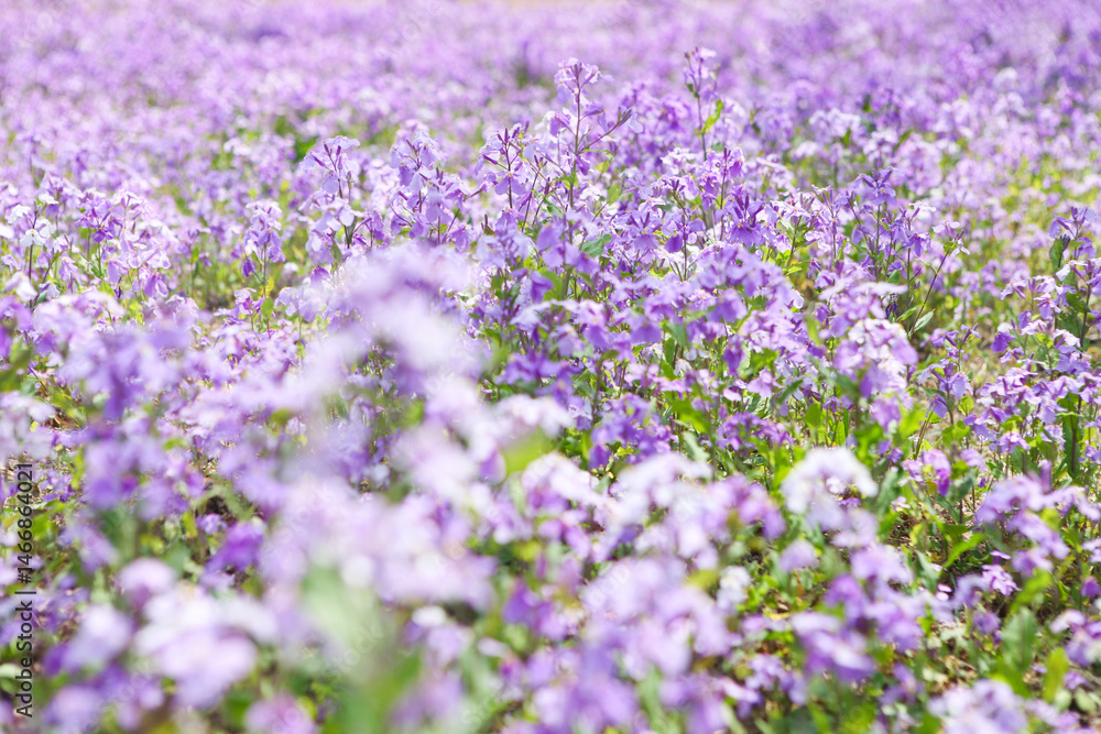 A romantic sea of purple flowers A romantic sea of purple flowers