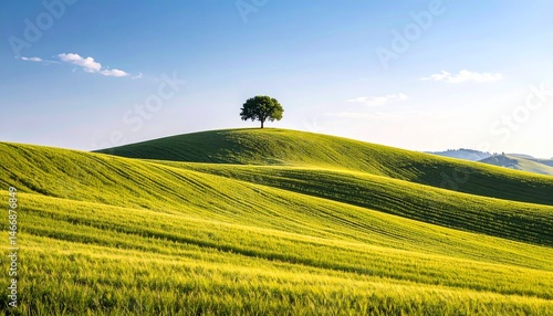 Tranquil landscape of undulating green hills with a solitary tree against a blue sky