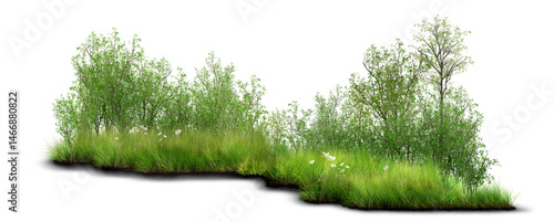 grass on white background/Lush green shrubs and foliage growing naturally among tall grass.