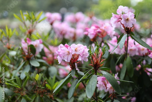 A bunch of pink flowers are in a garden. The flowers are in full bloom and are very pretty