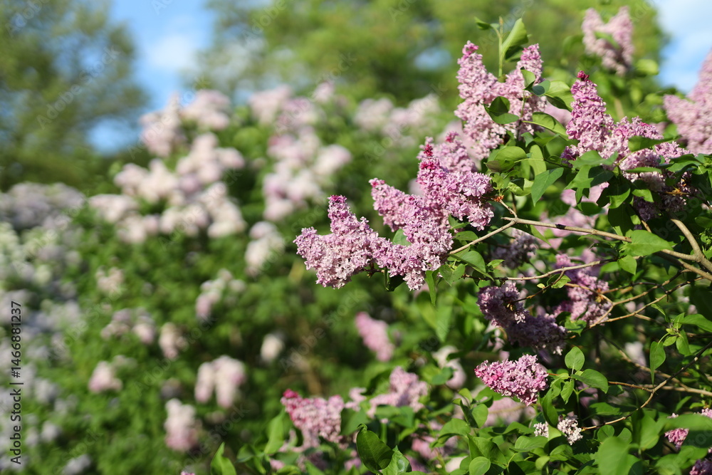 A bunch of purple flowers are in a field. The flowers are purple and the sky is blue A bunch of purple flowers are in a field. The flowers are purple and the sky is blue