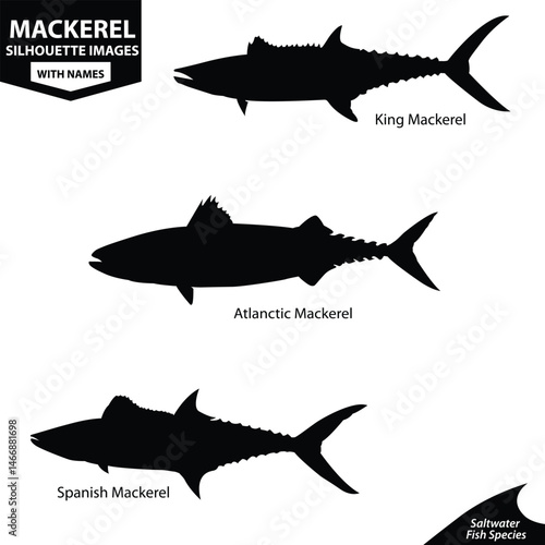 Mackerel Fish Silhouette Vector Set | King, Atlantic & Spanish Mackerel