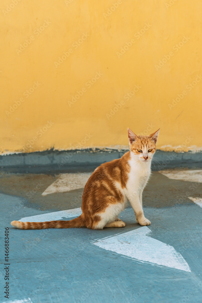 Red white stray cat sits on street in front of a yellow stuco wall.