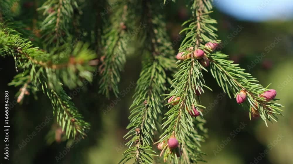 Evergreen Branches With Budding Cones Captured in a Sunny Forest Setting During Springtime Growth Evergreen Branches With Budding Cones Captured in a Sunny Forest Setting During Springtime Growth