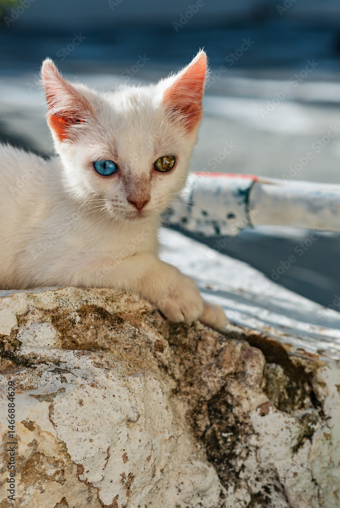 Young white stray cat with one blue and one green eye lying on street.