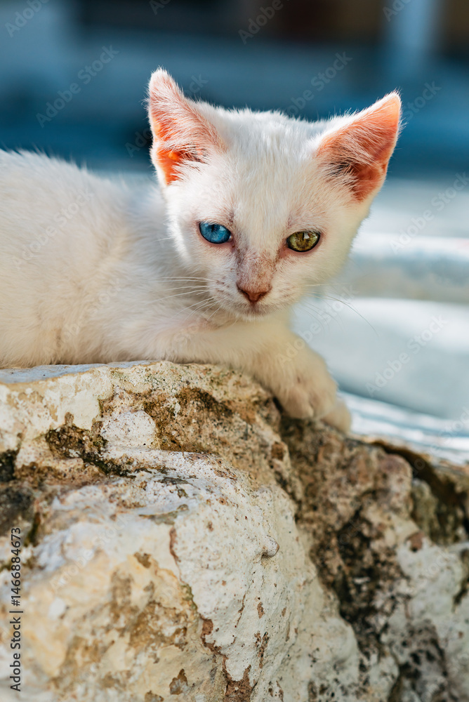 Young white stray cat with one blue and one green eye lying on street.