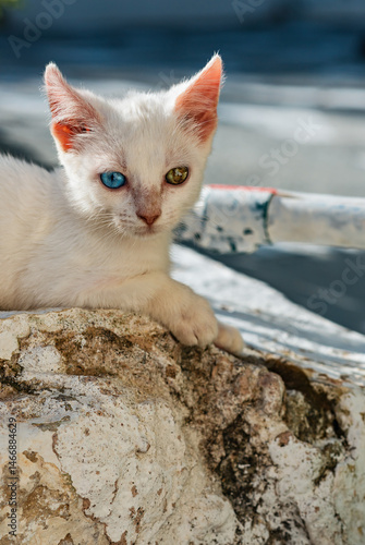 Obraz na płótnie Young white stray cat with one blue and one green eye lying on street. w salonie