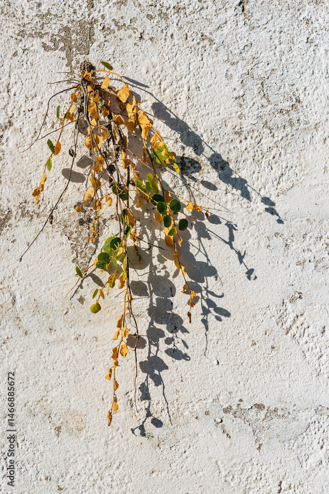 Old weathered white plastered wall with vegetation growing on it.
