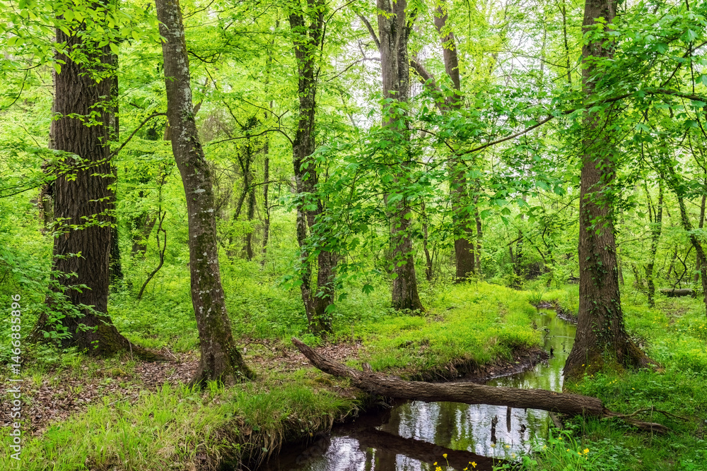 Fototapeta premium Forest scenery with a fallen log bridge over a small stream, surrounded by vibrant green grass in summer forest