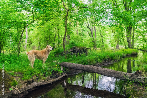 A faithful dog waits for its owner on river bank in green forest