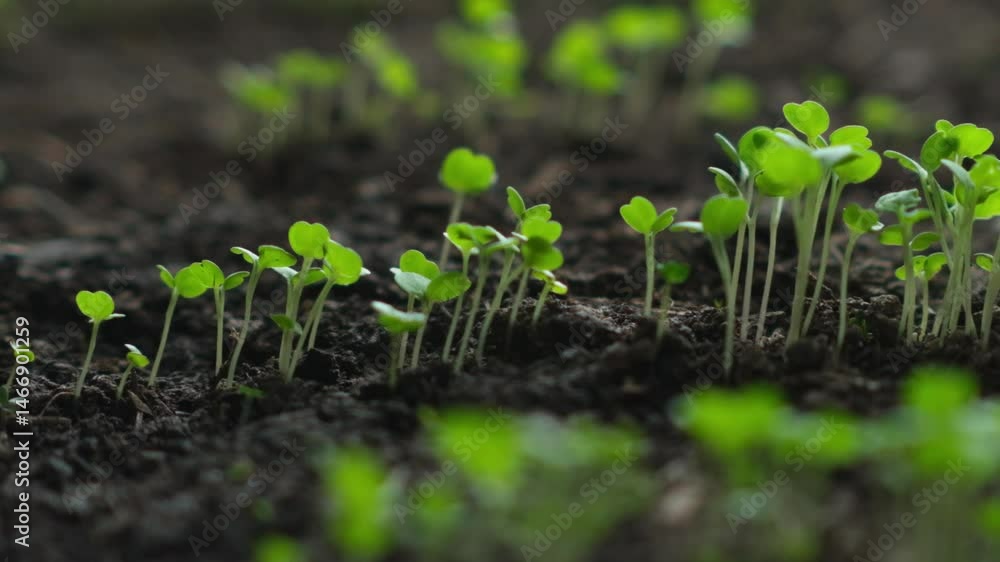 New Seedlings Grow in Rich Soil Under Sunlight During Spring at a Local Garden New Seedlings Grow in Rich Soil Under Sunlight During Spring at a Local Garden