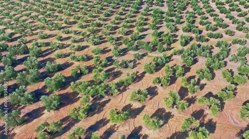 Andalusia olive trees field aerial view, olive oil andalusian area