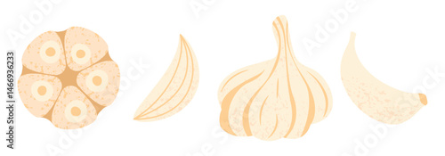 Garlic set. Organic garlic food with whole bulb, clove and slice, spicy condiment ingredient for cooking, raw ripe aromatic garlic seasoning vegetarian product. Vector collection