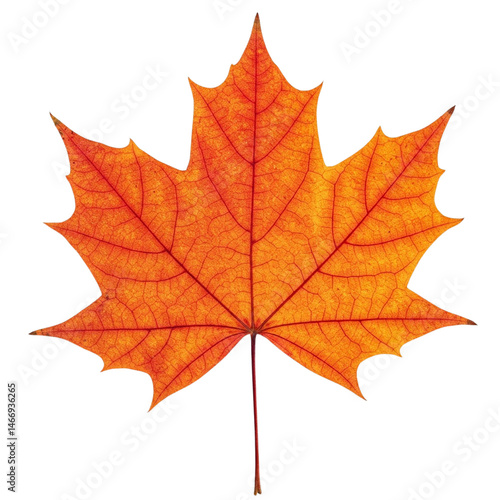 Wallpaper Mural Maple leaf isolated on transparent or white background, png Torontodigital.ca