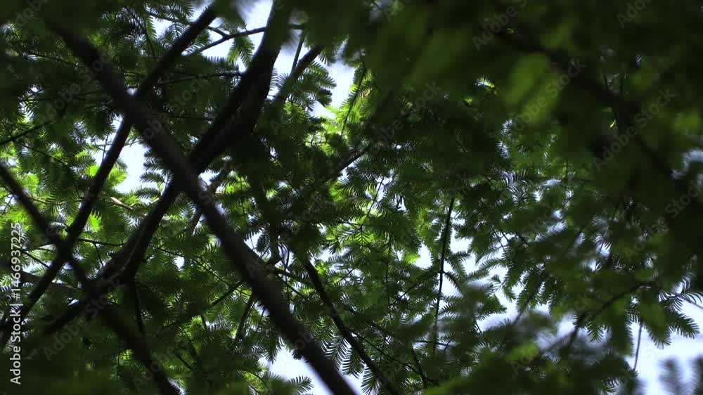 A close-up of the A close-up of the metasequoia tree.
A close-up of the A close-up of the metasequoia tree.