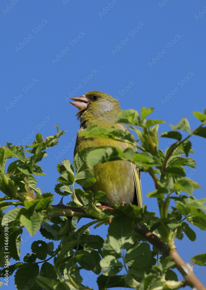 Fototapeta premium European greenfinch